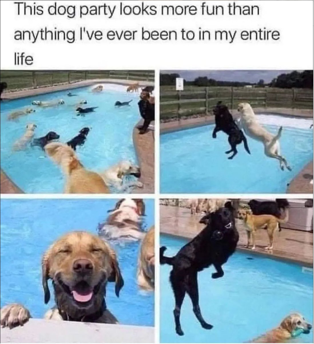 Retrieverofcl3's tweet photo. 🤣🤣🤣🤣🤣

#DOG #retriever #tiktok #memecoin https://t.co/5pSWozpnQm