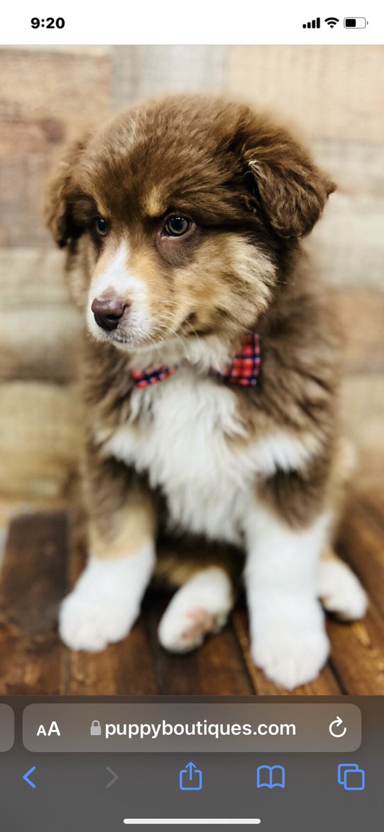 All 4 paws in for Odie!!
#dogsoftwitter 
#austrailianshepard
#wigglebutt