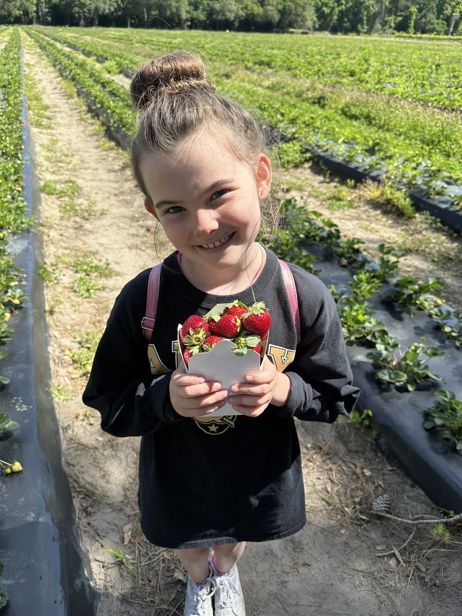 rfjeffcoat's tweet photo. Our field trip was un-BEE-lievable!  2nd grade had the best day @Boone_Hall.  We learned all about the important role of bees in pollination, took a hayride, and picked strawberries! 🍓 We were complimented on our wonderful behavior.  Great job 2nd grade!  @AngelOakElem https://t.co/piTX2X5TYe