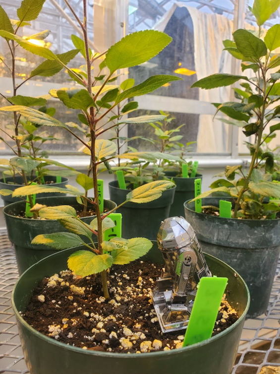 Cornell AgriTech tweet media