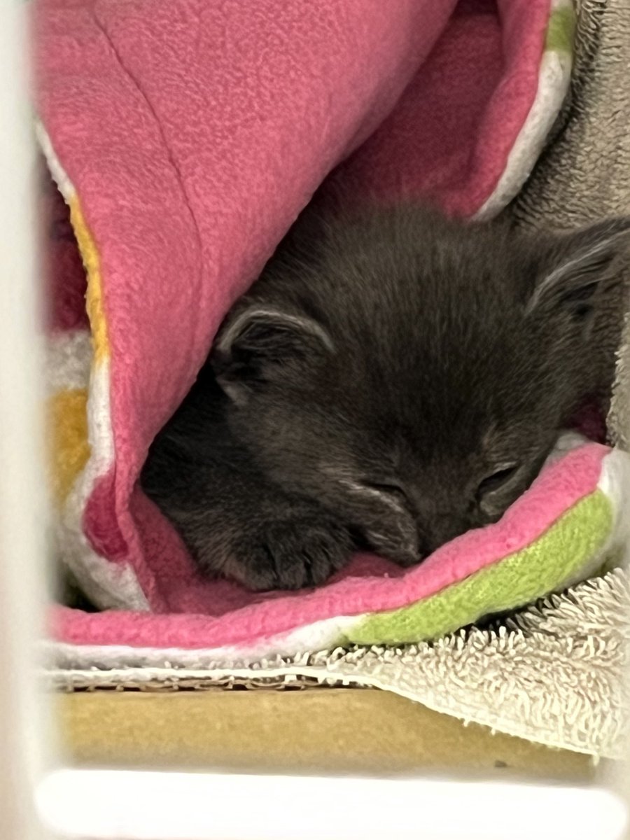Well what a day! Going home on freeway and saw this little girl crossing 4 lane… not gonna get hit on my watch. As you can see she is doing great! ⁦<a href="/TexKCS/">KSol</a>⁩ ⁦<a href="/TexasLulu/">TexasLuluCat</a>⁩ ⁦<a href="/RedBison/">🦬 Dr Red Bison, PhD @redbison.bsky ♀🏳️‍🌈🌻</a>⁩ ⁦<a href="/LelePeche/">Peche Lele</a>⁩ ⁦<a href="/sotacita/">sotacita</a>⁩ ⁦<a href="/Jazzboneplyr1/">ᒎᗩ乙乙ᗷᗝᑎᗴᑭᒪƳᖇ1🇺🇸🦅</a>⁩ ⁦<a href="/MstryRdr/">K West // Life is Good</a>⁩