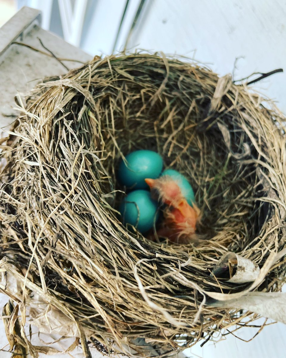ABuckvold's tweet photo. Hatched!
#hatch #hatchaplan #hatched ☺️ https://t.co/YqfrtThSPQ