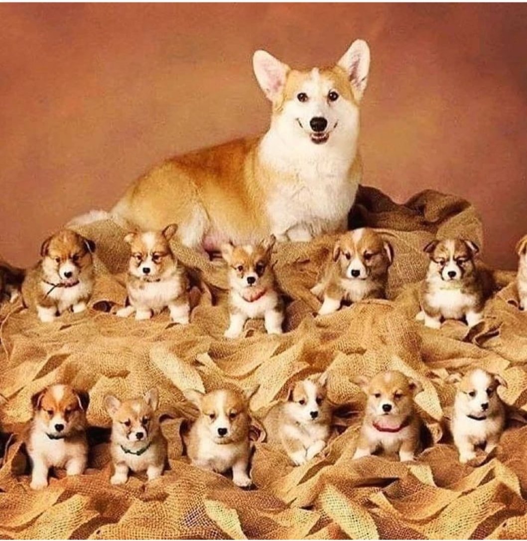 usacorgilover's tweet photo. Corgis 

❤️🐕‍🦺🇱🇷🐕❤️
adorable ?”😱❤️🥰
.........
Follow us @corgiusalover  for more 😘 corgi
.........
Owner(s): @freddie.thecorgi
.........
🔥Tag us @corgiusalover on your pics to be featured!🔥
---------

#corgis_are_love #welshcorgie #corgisleep #corgicon #instacorgis #corgipo https://t.co/CVBrfQouzK