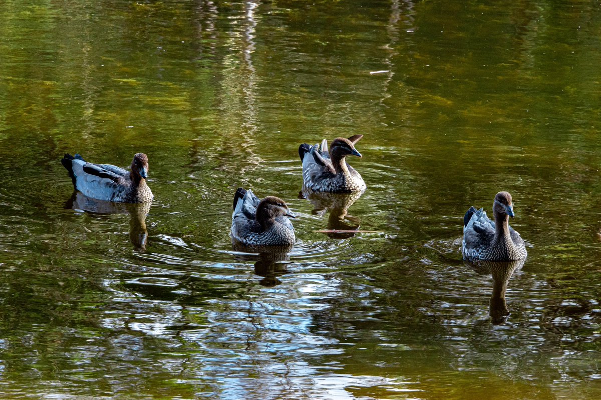 KurtisDePaoli's tweet photo. Ducks on the lake. #photography #WaterBird #Nature #AnimalWildlife #GroupOfAnimals #canoneosr #duck #wildlife #bird https://t.co/AFbCraL87Z