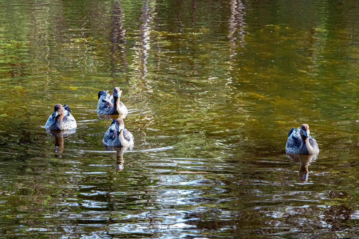 Ducks on the lake. #photography #WaterBird #Nature #AnimalWildlife #GroupOfAnimals #canoneosr #duck #wildlife #bird