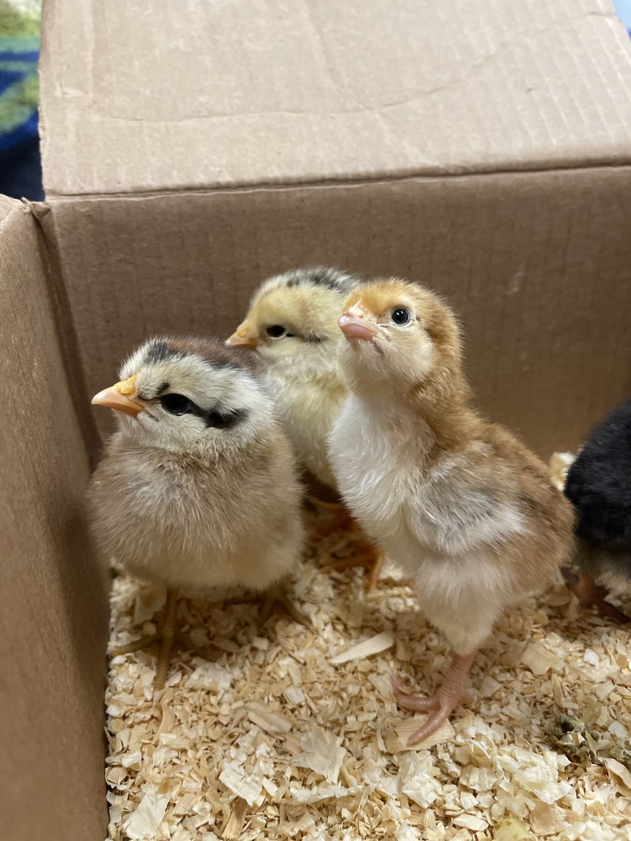 ColoniaCarolina's tweet photo. Our baby chicks are here 🐣#bengalpride @BryantElem https://t.co/lyshDrDuYX