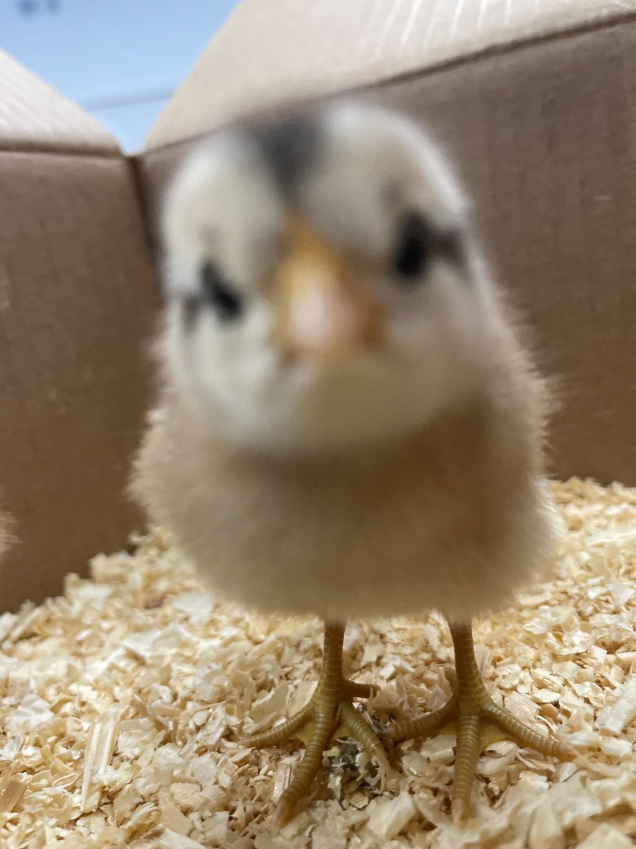 ColoniaCarolina's tweet photo. Our baby chicks are here 🐣#bengalpride @BryantElem https://t.co/lyshDrDuYX