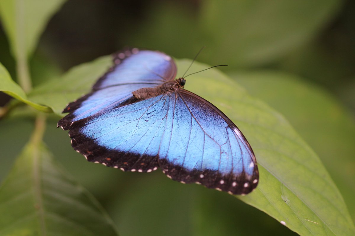 trinatopia's tweet photo. @Butterfly_Haus your marketing team is incredible. I saw my first blue butterfly today and all I could think about was that topless Tesla ☺️🦋

https://t.co/sWx4VBEinB https://t.co/UAtf5sgLSi