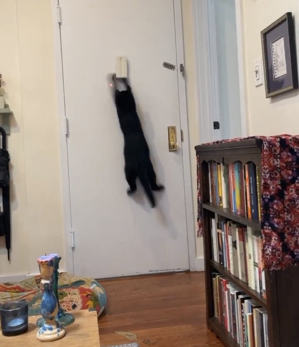 stingraerae's tweet photo. My cat really freaks at the laser pointer https://t.co/riXbyIqO5h