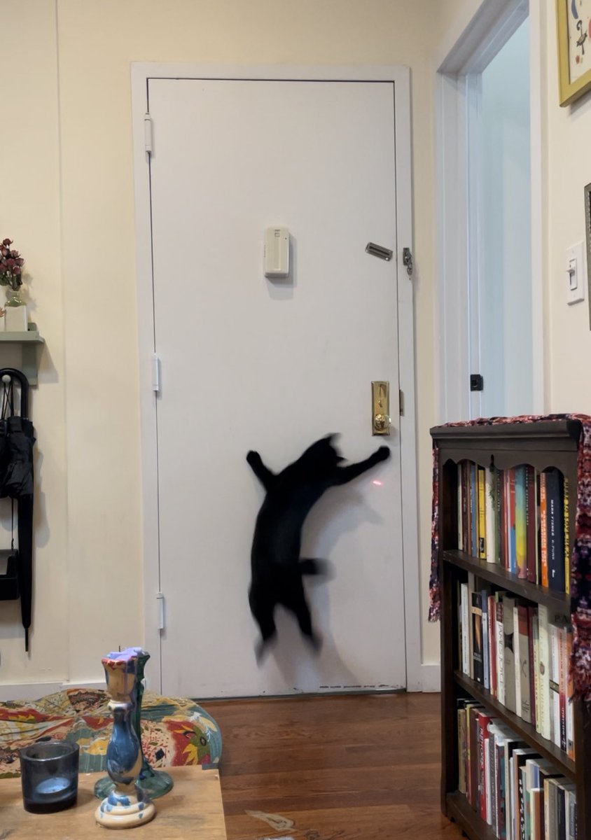 stingraerae's tweet photo. My cat really freaks at the laser pointer https://t.co/riXbyIqO5h