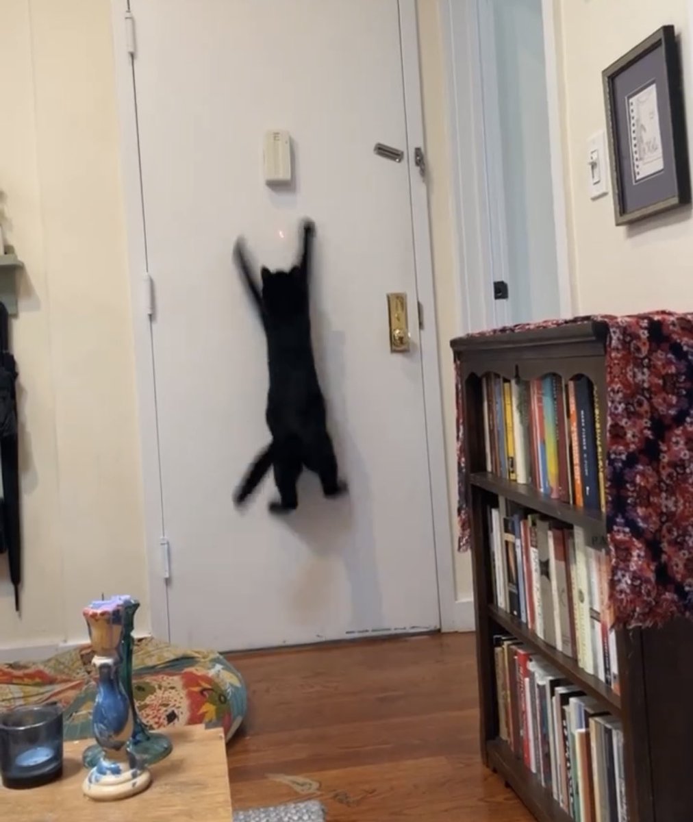 stingraerae's tweet photo. My cat really freaks at the laser pointer https://t.co/riXbyIqO5h