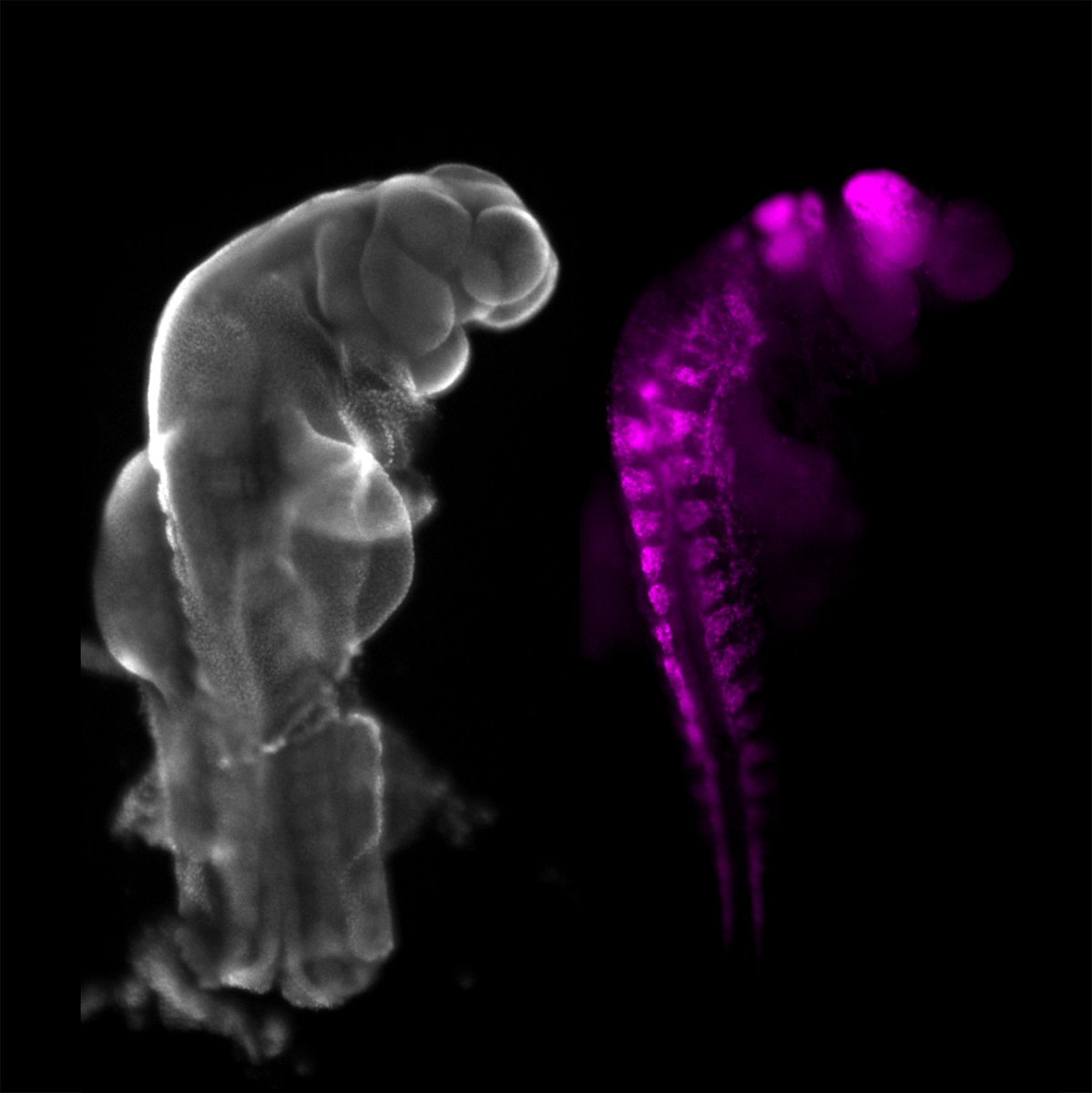 And it begins! Interrogating of NCC development in dasyurid marsupials 🤩 Mid-gestation dunnart embryo visualized with DAPI and SOX10 probe, thanks to @HCRimaging.