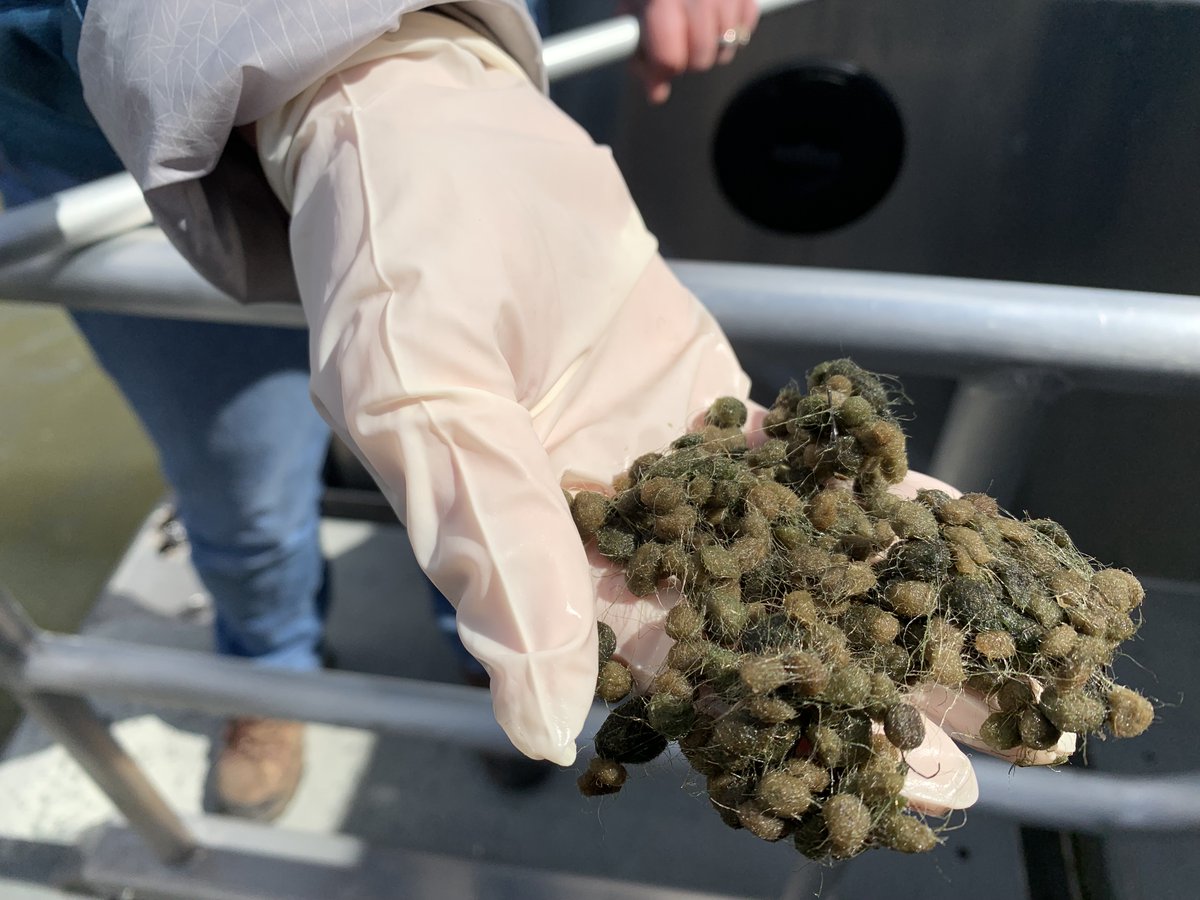 MillerMCPW's tweet image. Research biologists from Army Corps of Engineers are collecting data of the muck (aka #Lyngbya) along pockets of the #LakeStClair shore in #Macomb County – start of a 2-year study. Want to ID hot spots, develop plan to manage or eliminate this #invasivespecies of #algae.