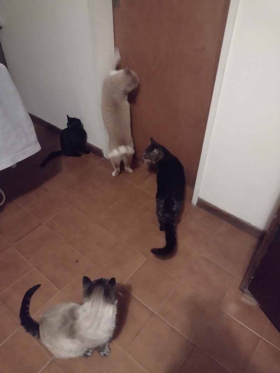 latorro's tweet photo. Esperando la cena
#Chai #Cheonsa #Hagrid #Ciro https://t.co/i0UG3Wgnj2