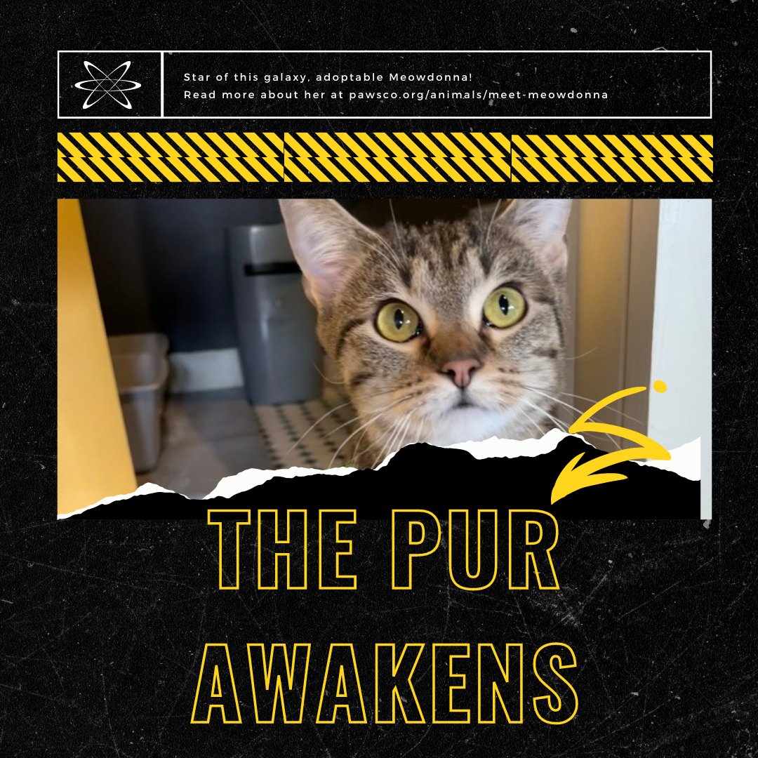 PawsCoTeam's tweet photo. You don't have to travel to a galaxy far, far away to adopt this star!
https://t.co/1vMd96GBNy
#Maythe4th https://t.co/udugo6BFU3