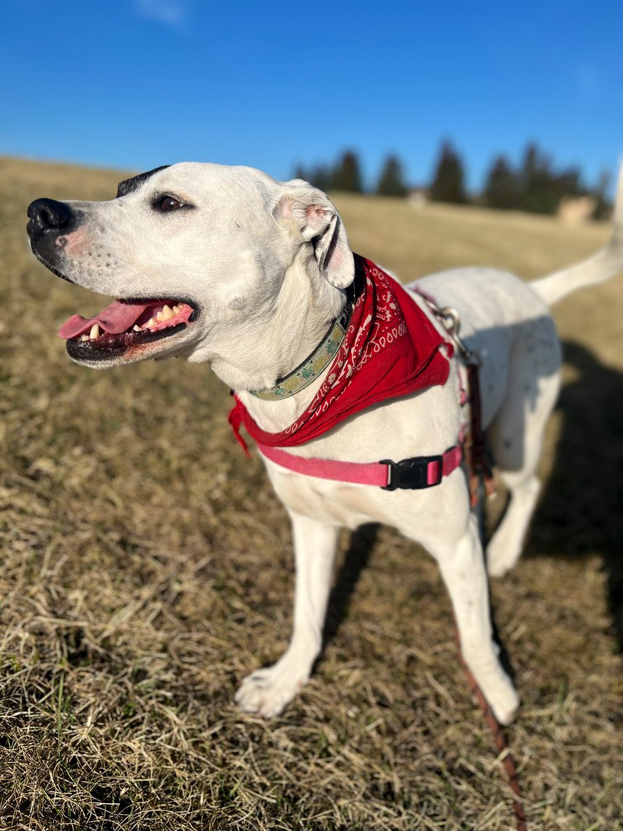 Someone is FOUR YEARS OLD today(ish)