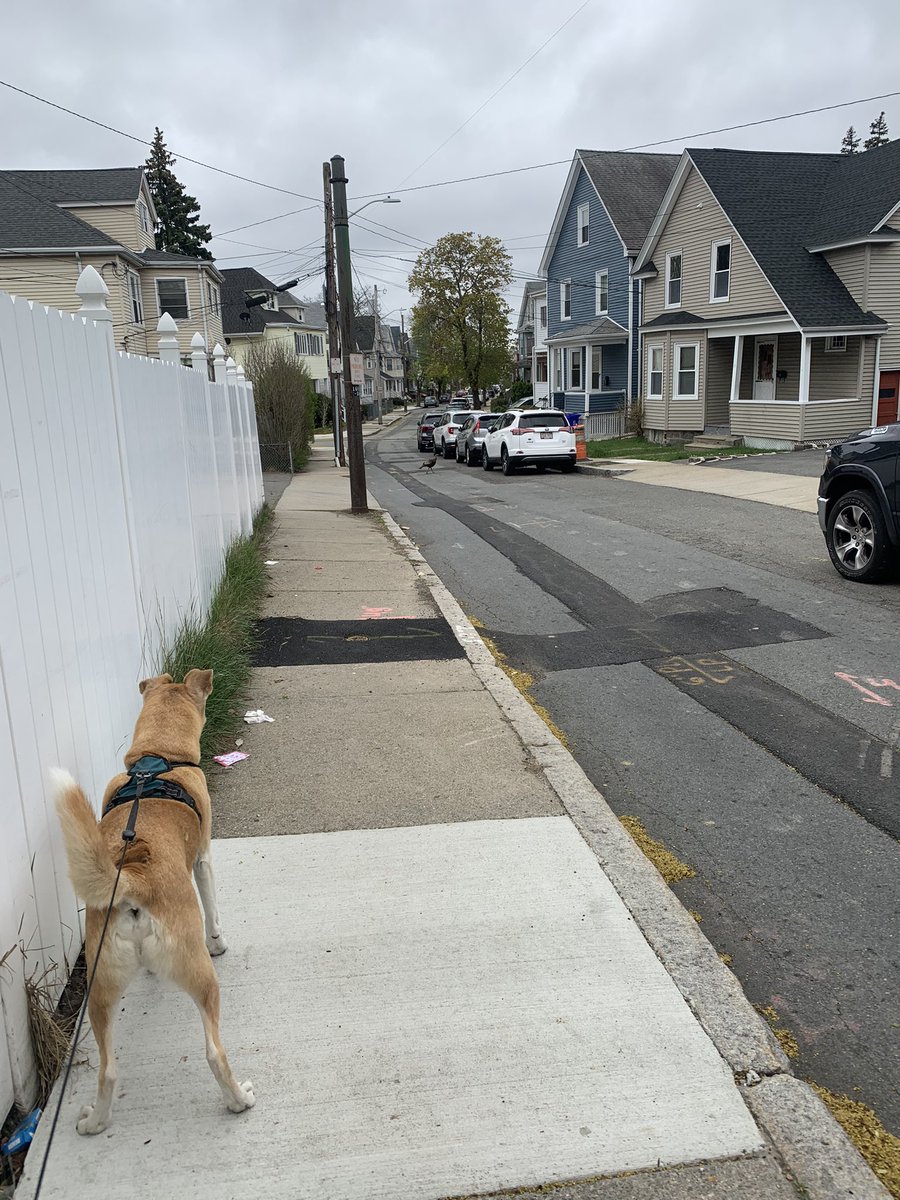 AtlasAdoptedPup's tweet photo. “I got so close to providing a #turkey #dinner for my pack but he got away at the last second! Turns out those things can fly!” #PlanFoiled #StupidBird #dogsftwitter #DogLife #PackLife https://t.co/7wROGCiaFn