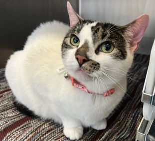 *SHELTER PLEA* Pearl is currently on a Trial adoption phase. Just in case it falls through we would like to get her information out there if she gets returned to the shelter.
facebook.com/photo.php?fbid…