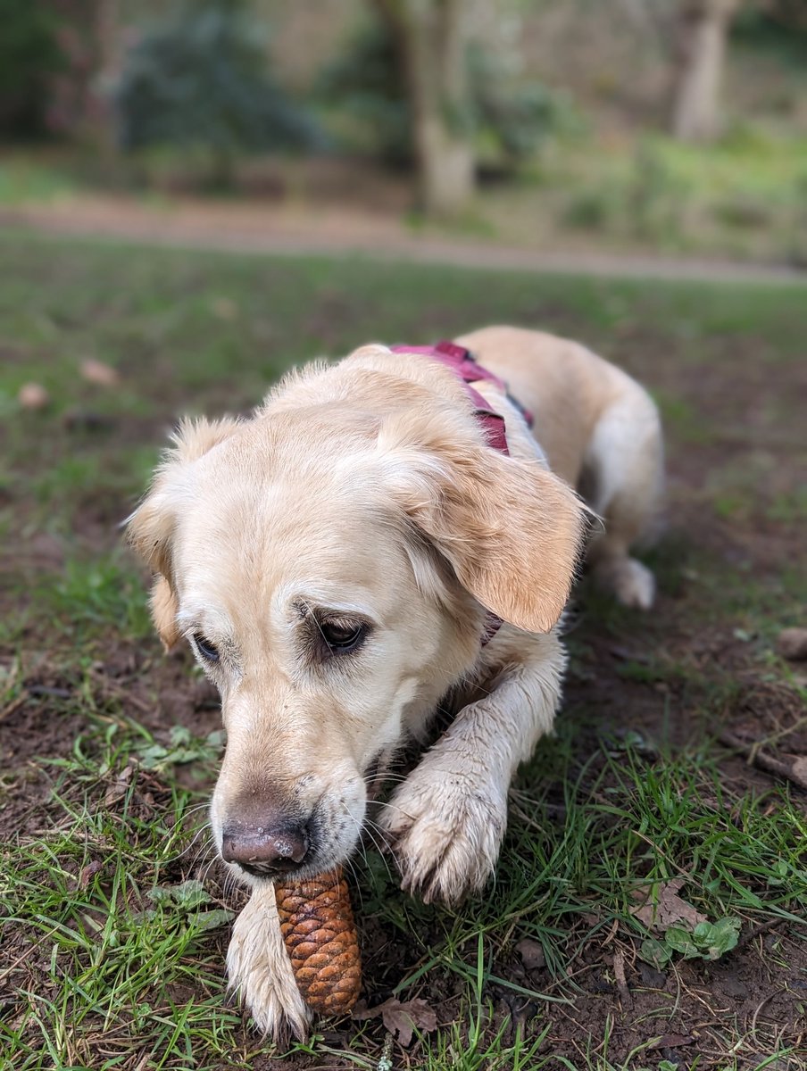 I'm just gonna lay here and chomp on this pine cone