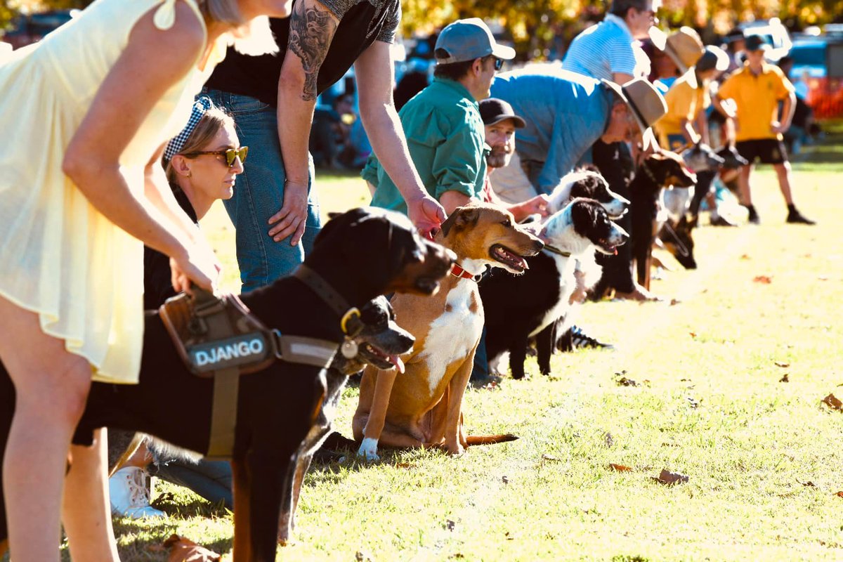 OzDogLover's tweet photo. The weekend is nearly here! So where will you go with your #pooch?
Lots of #dogfriendlyevents around Oz 𝗼𝗻 𝗠𝗮𝘆 𝟲 &amp; 𝟳: 🐾🍁👉 https://t.co/yj54K0NG26

#dogfriendlyaustralia #dogdayout #dogmarket #dogday #dograces #dogwalks #dogparty https://t.co/YbEVa9cmws