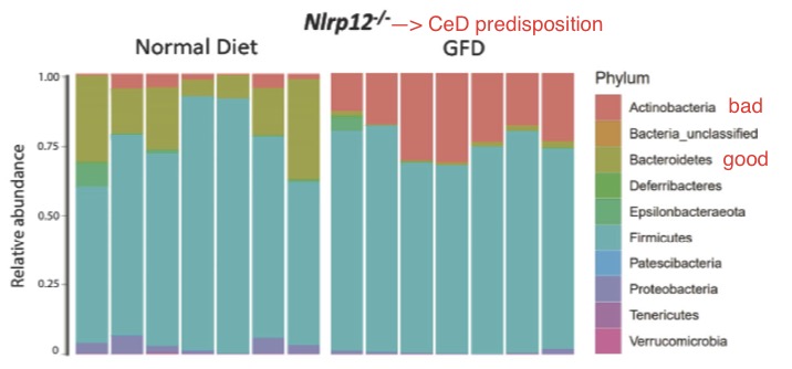 Recent paper by Morrison et al. shows that gluten-free diet (GFD) can cause dysbiosis with consequences like intestinal inflammation, food allergies etc.  25-50% of people have genetic susceptibility to Celiac Disease (CeD) that in a minority of cases leads to this disease, and