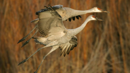 If you’re hankering to take a bird watching trip we know just the spot 😉
With more than 47 birding locations that play host to 350 species the Klamath Basin is the place to be. Late April - early July is ideal for breeding bird activity. #DiscoverKlamath
buff.ly/43sYITh