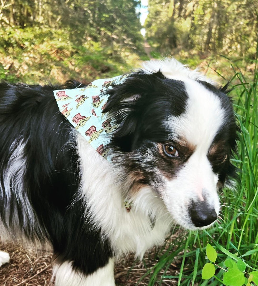 AuburnAreaCCWA's tweet image. May the Fourth be with you. 

Roegner Park

#beautiful #offleash #parks #starwars #maythe4thbewithyou #pnw #springfun #auburnwa
