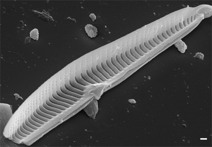 Gomphonema rajaguruii sp. nov., a new diatom (#Bacillariophyceae) species from the Western Ghats, #India
#Taxonomy 
#NewSpecies 
mapress.com/pt/article/vie…