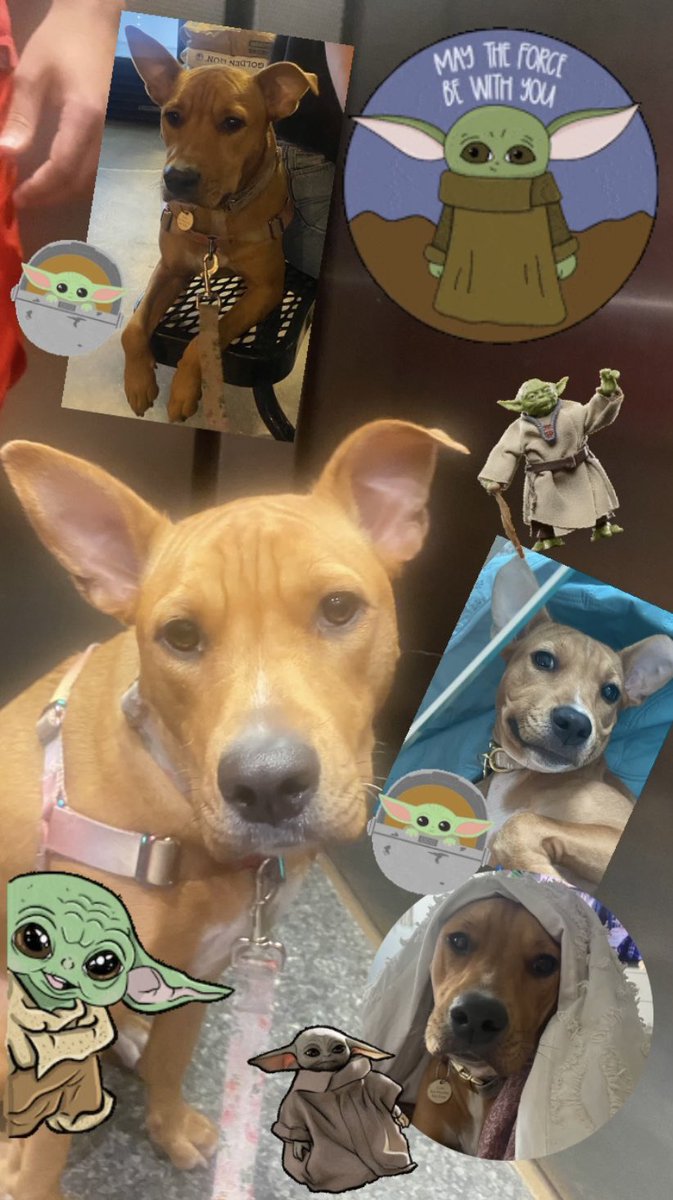 May the FURce be with you! Wise Yoda wrinkles, Kona has. #ChewyCastingCall #MayThe4thBeWithYou #Yoda #YodaLookalike <a href="/Chewy/">Chewy</a>
