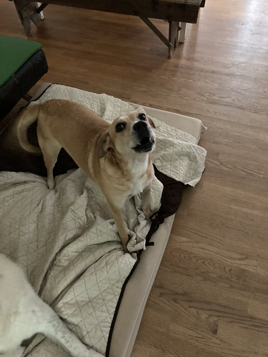NC2patrot's tweet photo. @Hotel2a One of the six I have my baby lady https://t.co/zEvSdUAfm4