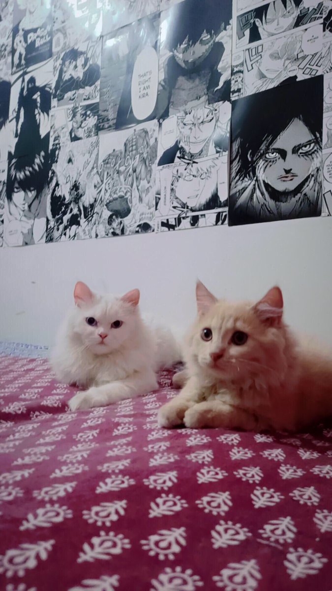 aariz_006's tweet photo. @bstrddgg 🐱 https://t.co/pZ4du195tR