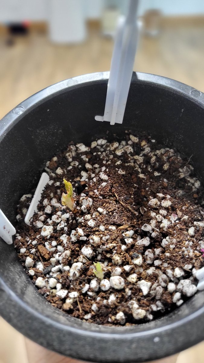 오마멀의 새순🤗🤗
싹이 나오고 있구낭