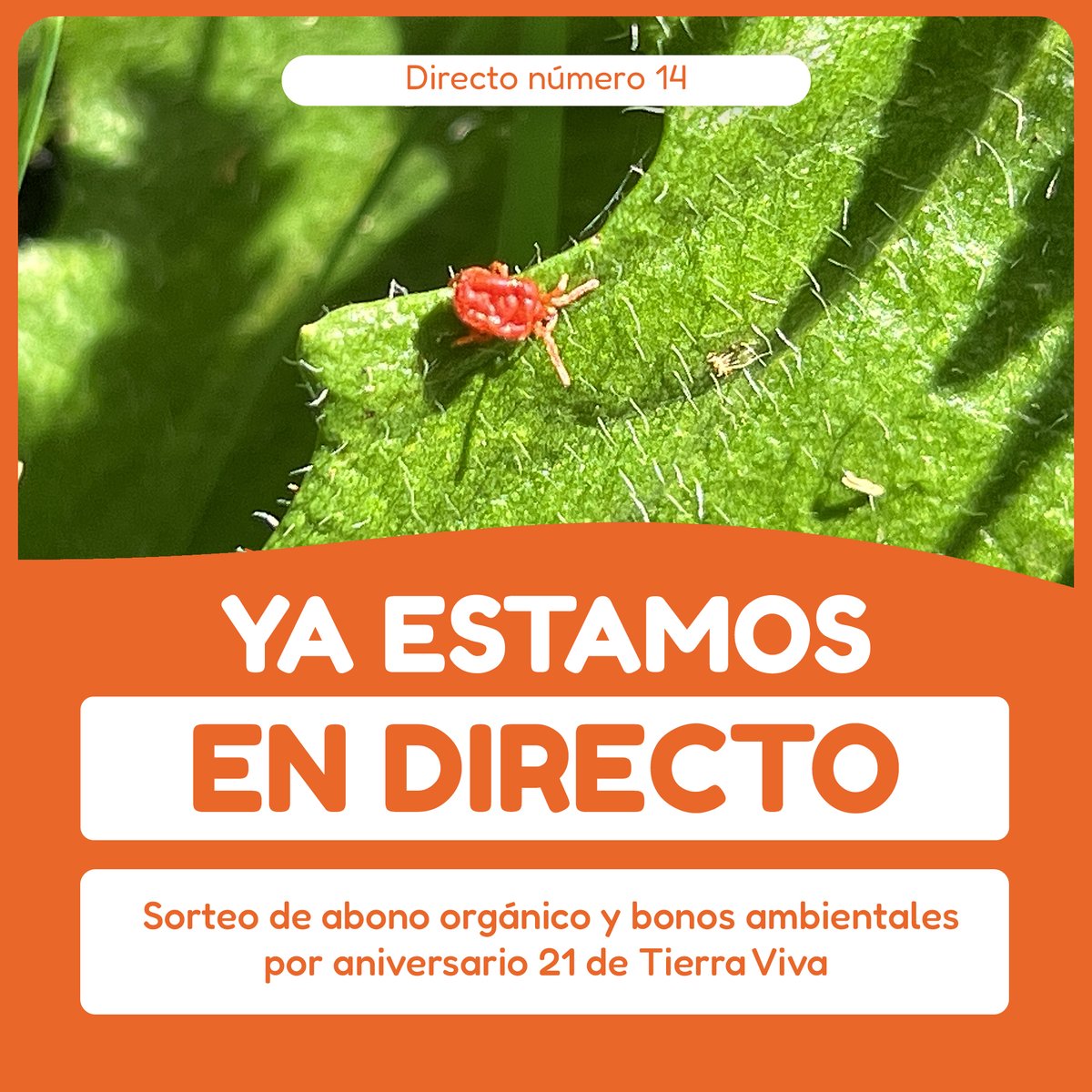 vivaktv's tweet photo. ¡YA ESTAMOS EN DIRECTO! 🔴
No te pierdas el directo de hoy, directo especial en celebración a los 21 años que cumple este mes #TierraViva.

Directo: https://t.co/1u8g9p21Hv https://t.co/sFy1cAkJXX