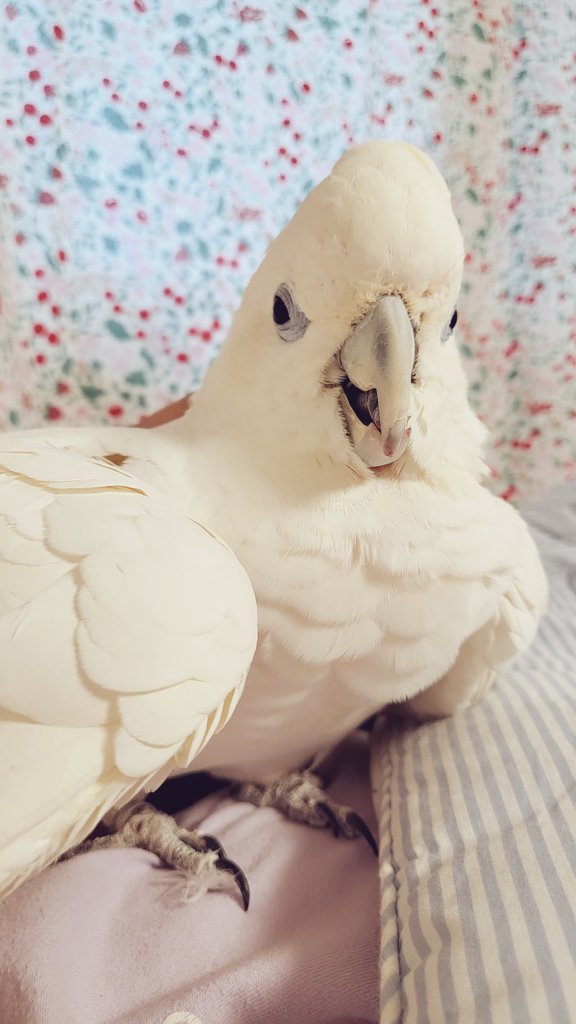 오, 바보밀가루날개