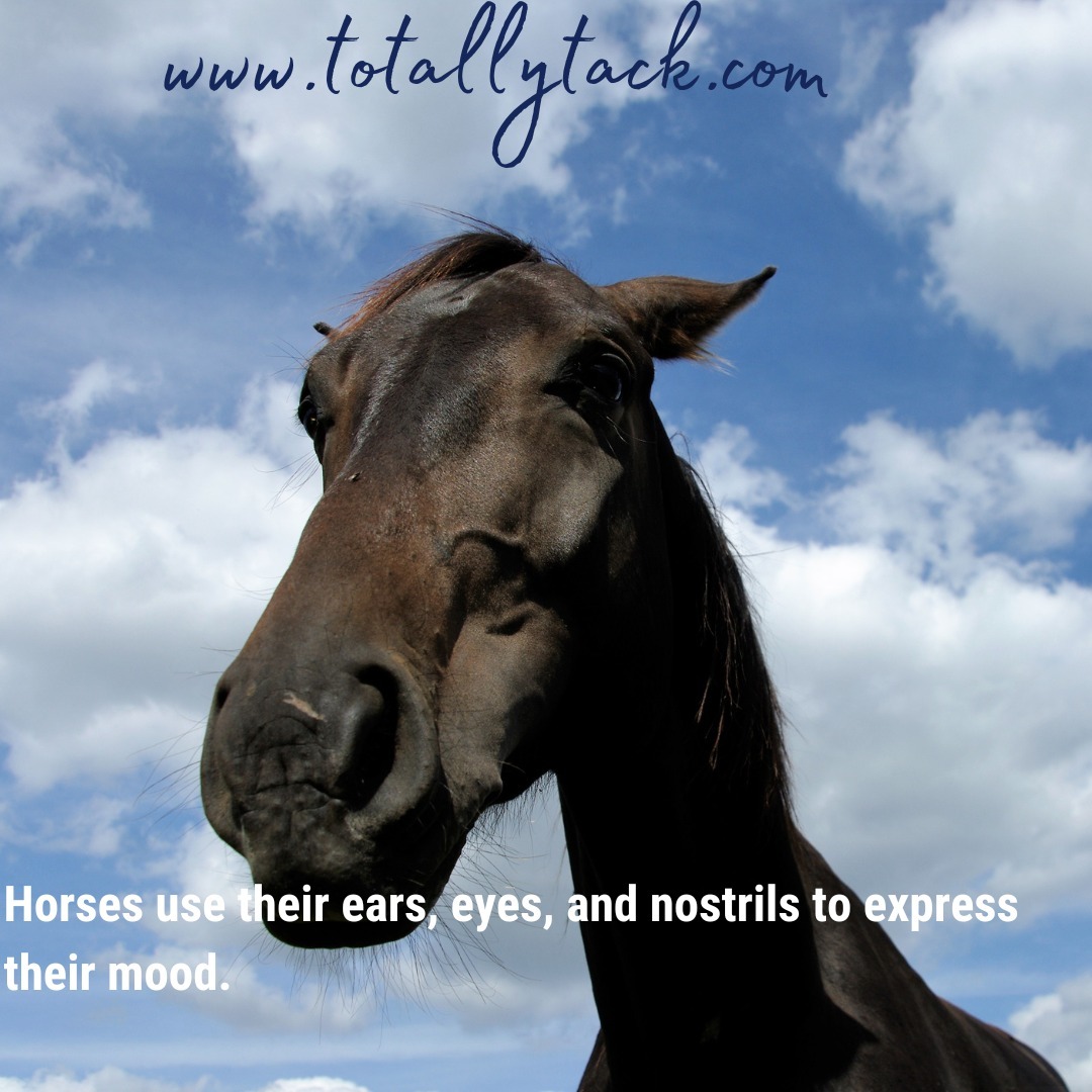 Totally_Tack's tweet photo. Friday Fact 🐴 https://t.co/U30SiVtvnQ