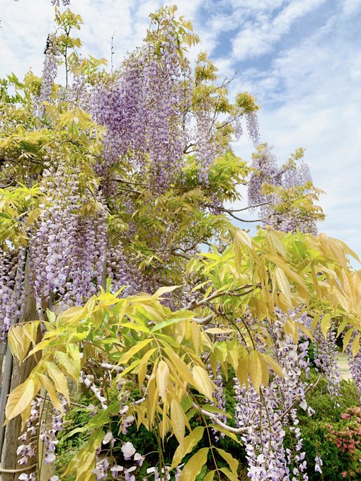 「outdoors wisteria」 illustration images(Latest)