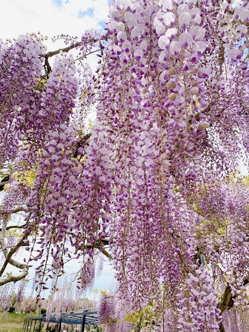 ✿゜❀.(*'▽`*)❀.゜✿キレイ