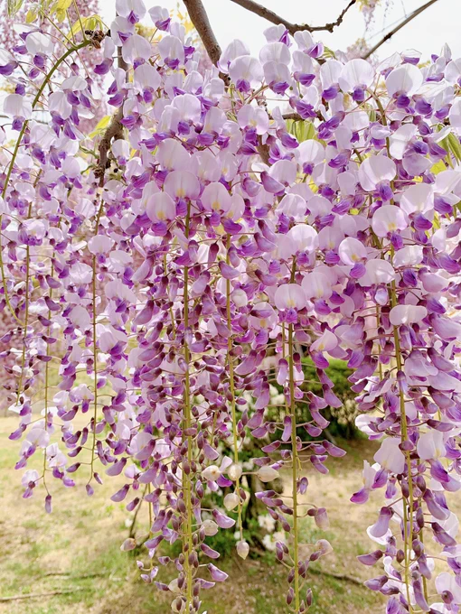 ✿゜❀.(*'▽`*)❀.゜✿キレイ
