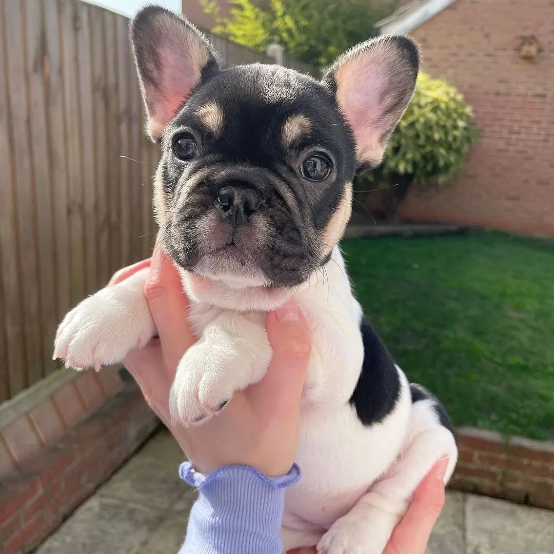 What's better than a frenchie? A frenchie puppy! 😍

#frenchbulldog #frenchbulldogs