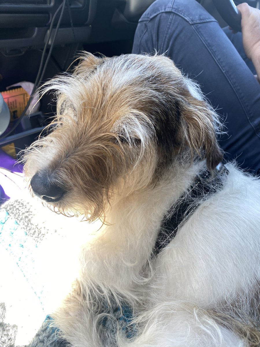 HarpumLisa's tweet photo. @DocAhmadMalik Boris, my Parson Russell x poor boy had 5 incisors removed yesterday x I cried when I left him with the vet he’s never had an anaesthetic before! He’s home and slept all night with a few whimpers xx https://t.co/fZORKzXmiw