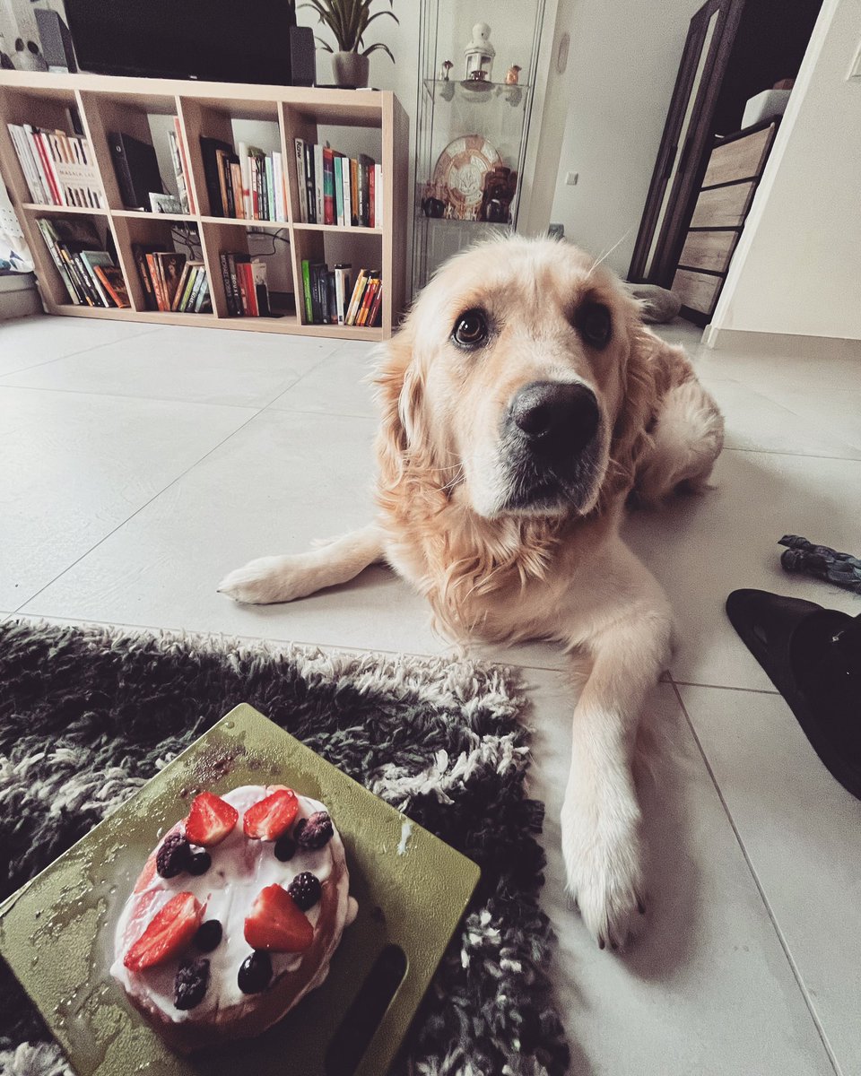 NachoTheGoldie's tweet photo. I turned three today!! The Amma gal made awesome cake with fries and frosting on top. Looking guard to being showered with extra love throughout the day 😬🐶🎂🎂🎂😍😍🥰 #dogsoftwitter #birthdaydoggo #GoldenRetrievers https://t.co/8uYMfykAth