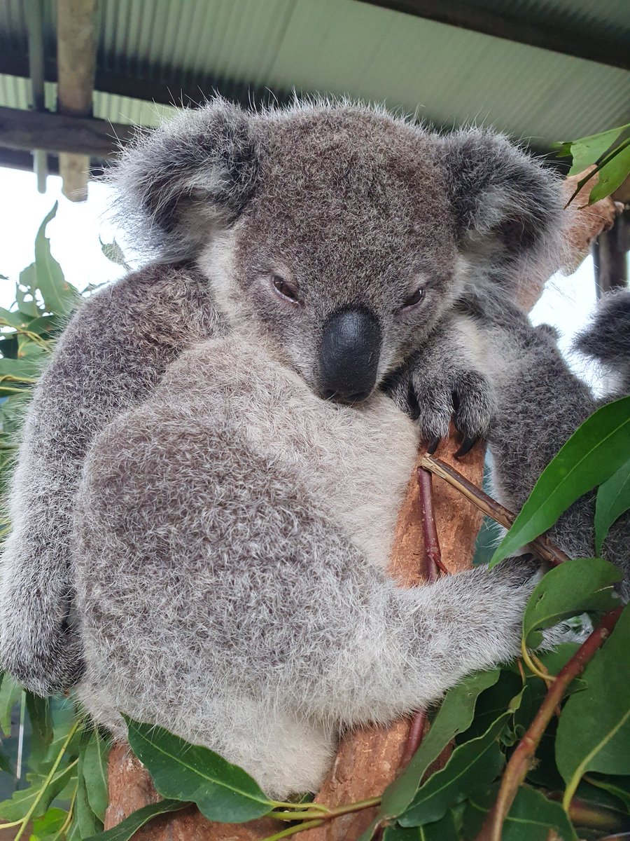 OakvaleWildlife's tweet photo. Did you know that koalas have a special digestive system that allows them to break down the tough eucalyptus leaves they eat, which are toxic to most other animals. 🐨
#factfriday #koalasarespecial #marsupials #uniqueanimals https://t.co/gABOfdnTOk