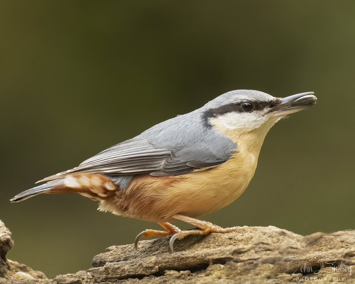 JLPhotos83's tweet image. Happy #Friday morning. #BBCWildlifePOTD #bbccountryfilemagpotd @UKNikon @WildlifeMag @BBCCountryfile