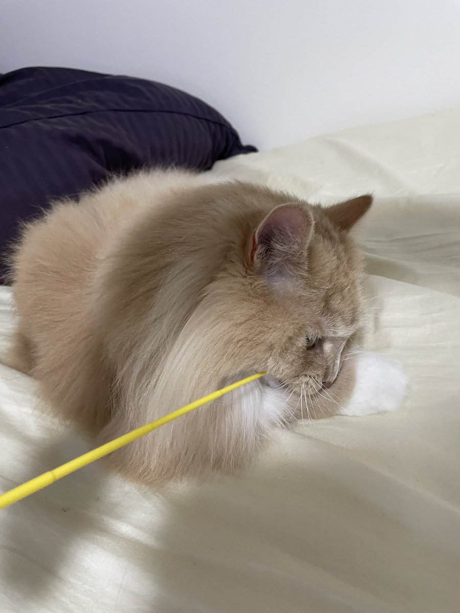 aquarius_Ginger's tweet photo. 狩りジンジャー
#Cat #猫がいる幸せ #猫 https://t.co/C580SaubL6