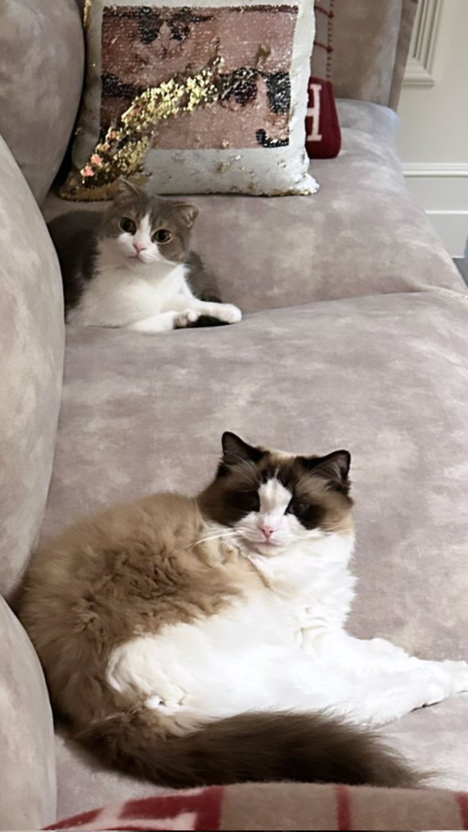 𝙇𝙀𝙊 𝙋𝙍𝙊𝙏𝙀𝘾𝙏𝙄𝙊𝙉 (@leoprotection) on Twitter photo 