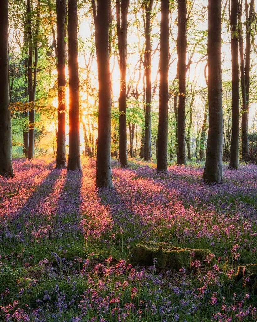 The first few minutes when the light breaks through the edge of the woodland is so intense, the colour variation in the Bluebells between light and shadow at this time of the day is amazing.
.
#gloriousbritain #moodnation #woodlandphotography #treestagra… instagr.am/p/Cr2aC_8ManC/