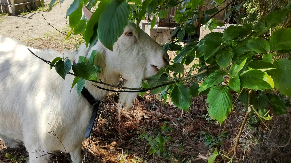 channel97004803's tweet image. ヤギオのgoat week7日め
今日は乗馬クラブの休馬日。人馬のいない閑散とした領土を視察し、木の葉ビュッフェを堪能したヤギオ。

#goatweek