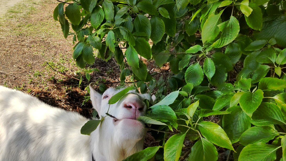 channel97004803's tweet image. ヤギオのgoat week7日め
今日は乗馬クラブの休馬日。人馬のいない閑散とした領土を視察し、木の葉ビュッフェを堪能したヤギオ。

#goatweek