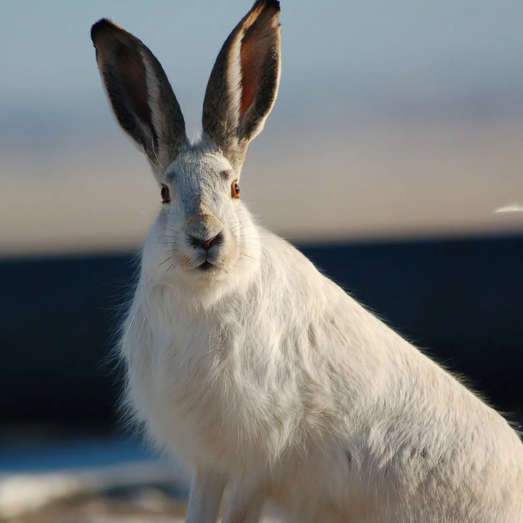 Here's the dividing line - it works even with very similar poses and expressions. Does it look like a perfect soft uwu bun-bun? That's a rabbit. Does it look like it's been driven mad with the weight of prophecy? Hare.