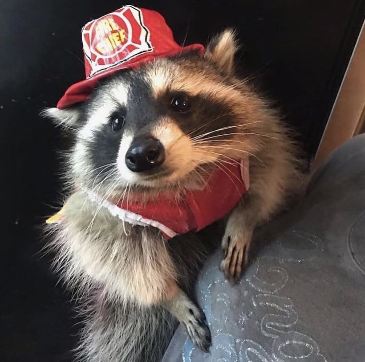 i am going to post one pic of raccoons everyday until warrior nun gets saved 

🦝 Day 48 🦝 

#SaveWarriorNun #WarriorNun